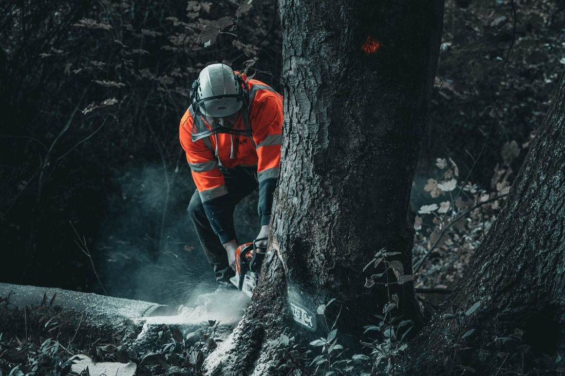 Tree surgeon felling at the base of a marked tree, chips flying